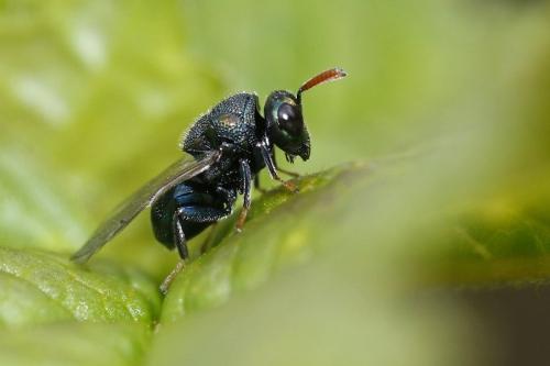 Perilampus ruficornis